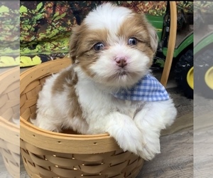 Shorkie Tzu Puppy for sale in SELLERSBURG, IN, USA