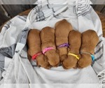 Small Photo #6 Golden Retriever Puppy For Sale in GRIDLEY, KS, USA