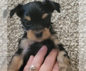 Morkie Puppy for sale in DURANT, OK, USA