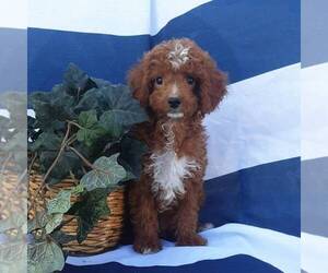 Cavapoo Puppy for sale in THORP, WI, USA