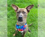 Small #5 Mountain Cur Mix