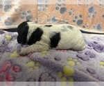 Small Photo #4 Cocker Spaniel Puppy For Sale in MARTIN, GA, USA