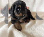Small Photo #10 Bernedoodle Puppy For Sale in HARROGATE, TN, USA