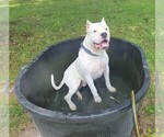 Small Photo #57 Dogo Argentino Puppy For Sale in PINEVILLE, MO, USA