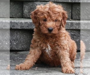 Goldendoodle (Miniature) Puppy for sale in FREDERICKSBURG, OH, USA