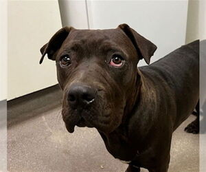 Staffordshire Bull Terrier Dogs for adoption in HESPERIA, CA, USA