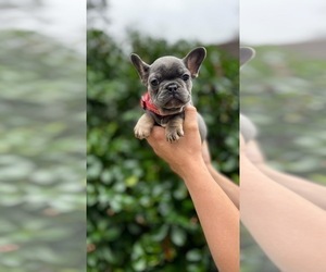 French Bulldog Puppy for sale in BROOKLYN, NY, USA