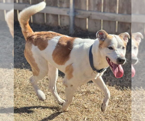 Medium Photo #3 Labrador Retriever-Unknown Mix Puppy For Sale in Great Bend, KS, USA