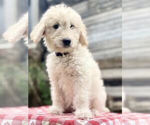 Goldendoodle Puppy for sale in JACKSBORO, TX, USA