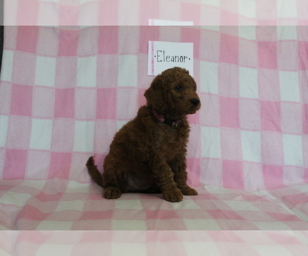 Medium Photo #4 Goldendoodle-Poodle (Standard) Mix Puppy For Sale in EVART, MI, USA