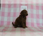 Small Photo #4 Goldendoodle-Poodle (Standard) Mix Puppy For Sale in EVART, MI, USA