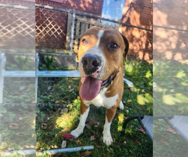 Medium Photo #2 Mutt Puppy For Sale in Richmond, IN, USA