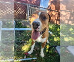 Small Photo #2 Mutt Puppy For Sale in Richmond, IN, USA