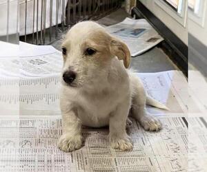 Noodle Pup - Tortellini - Adopted! - Male Poodle (Miniature)-Unknown Mix Dog for Adoption - Photo #2