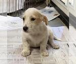 Small Photo #2 Poodle (Miniature)-Unknown Mix Puppy For Sale in San Diego, CA, USA
