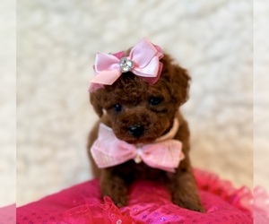 Poodle (Toy) Puppy for sale in REDLANDS, CA, USA