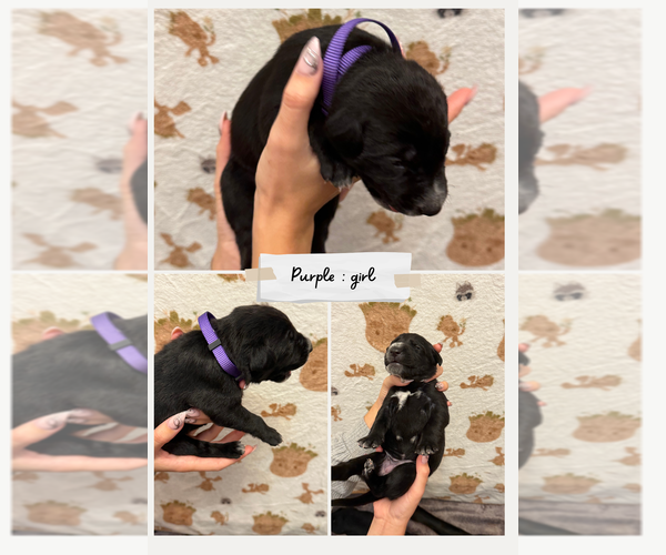 Medium Photo #1 Dalmatian-Labrador Retriever Mix Puppy For Sale in ANTIOCH, CA, USA