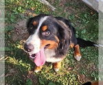 Small #1 Bernese Mountain Dog Mix