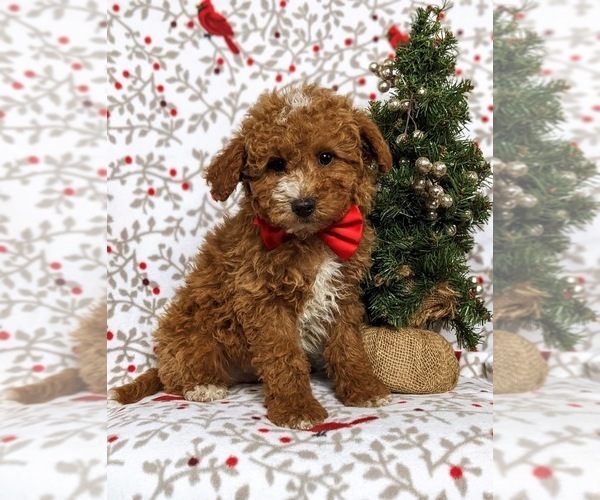 Medium Photo #2 Poodle (Miniature) Puppy For Sale in KIRKWOOD, PA, USA