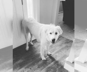 Great Pyrenees Dogs for adoption in Bountiful, UT, USA