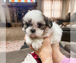 Shih Tzu Puppy for sale in HUMBOLDT, IA, USA