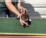 Puppy Margaery Beagle