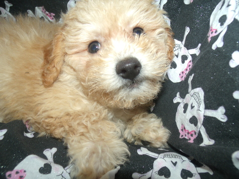 Medium Photo #1 Poochon Puppy For Sale in PATERSON, NJ, USA