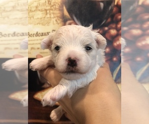 Maltese Puppy for sale in SARASOTA, FL, USA