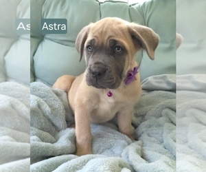 Cane Corso Puppy for sale in MINERAL WELLS, WV, USA