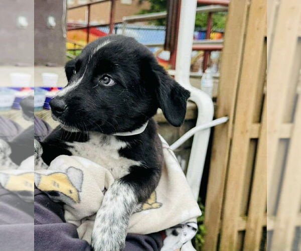 Medium Photo #3 Mutt Puppy For Sale in Springdale, PA, USA