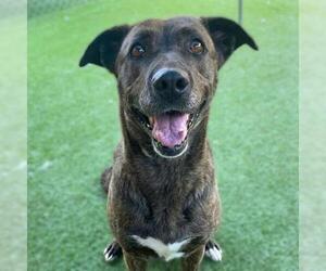 Labrador Retriever-Unknown Mix Dogs for adoption in Camarillo, CA, USA
