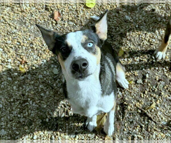 Medium Photo #5 Siberian Husky-Unknown Mix Puppy For Sale in Anniston, AL, USA