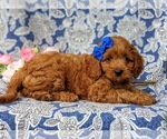 Small Photo #5 Cavapoo-Poodle (Miniature) Mix Puppy For Sale in ANDREWS BRIDGE, PA, USA