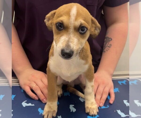 Medium Photo #1 Chihuahua-Unknown Mix Puppy For Sale in Chico, CA, USA