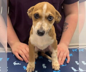 Chihuahua-Unknown Mix Dogs for adoption in Chico, CA, USA