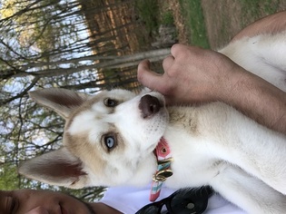 Siberian Husky Puppy for sale in SPRINGFIELD, MA, USA