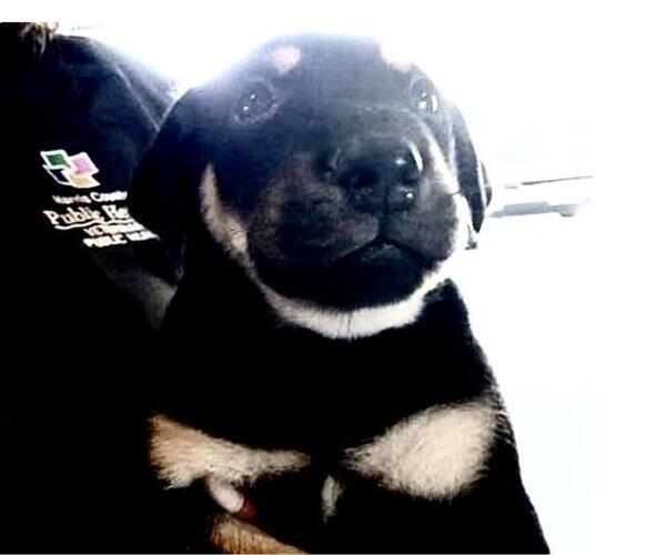 Medium Photo #2 German Shepherd Dog-Unknown Mix Puppy For Sale in Houston, TX, USA