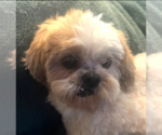 Small #3 Shih Tzu