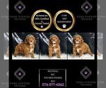Small Photo #108 Poodle (Miniature) Puppy For Sale in WARSAW, IN, USA