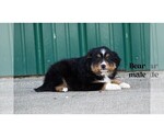 Puppy Bear Aussiedoodle Miniature 