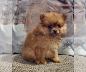 Pomeranian Puppy for sale in GOSHEN, IN, USA