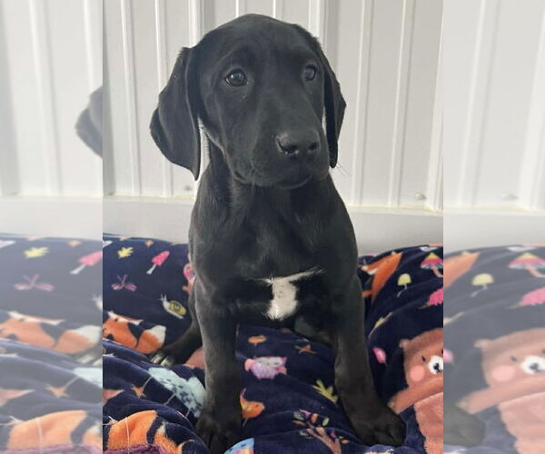 Medium Photo #2 Labrador Retriever-Unknown Mix Puppy For Sale in Osgood, IN, USA