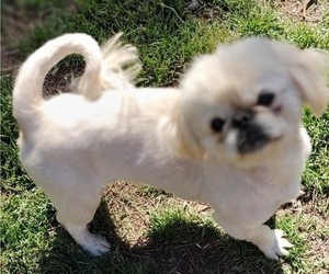 Mother of the Pekingese puppies born on 10/10/2023