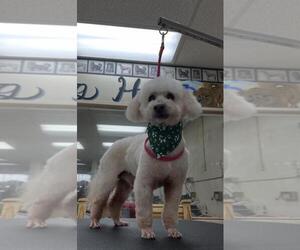 Poodle (Miniature) Dogs for adoption in Santa Maria, CA, USA