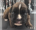 Small #3 Boxer
