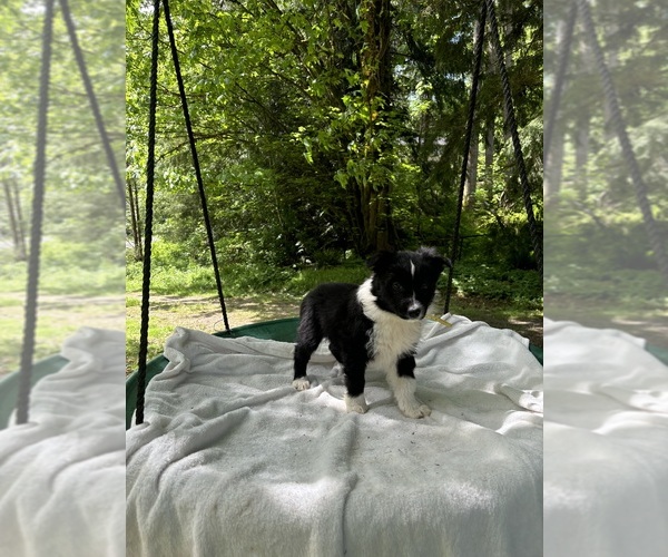 Medium Photo #3 Border-Aussie Puppy For Sale in ENUMCLAW, WA, USA