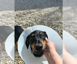 Coonhound-Doberman Pinscher Mix Dogs for adoption in Stover, MO, USA