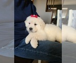 Small Photo #8 Golden Retriever Puppy For Sale in WILLIAMSBURG, CO, USA