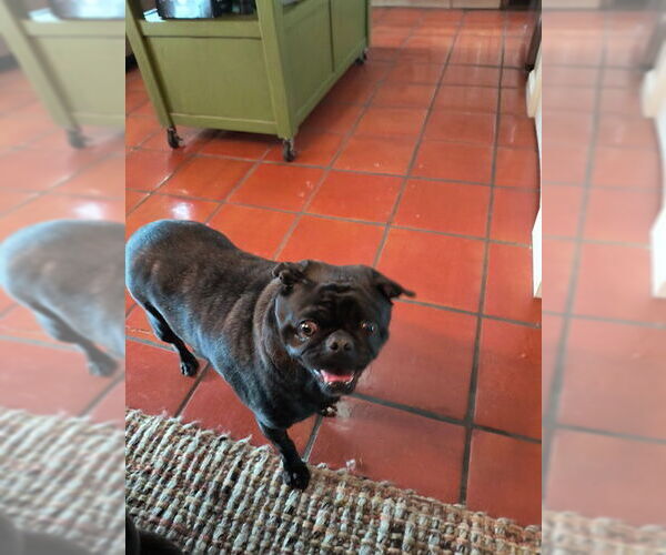 Medium Photo #6 Frenchie Pug Puppy For Sale in Indianapolis, IN, USA