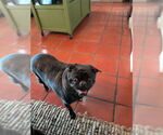 Small #5 Frenchie Pug